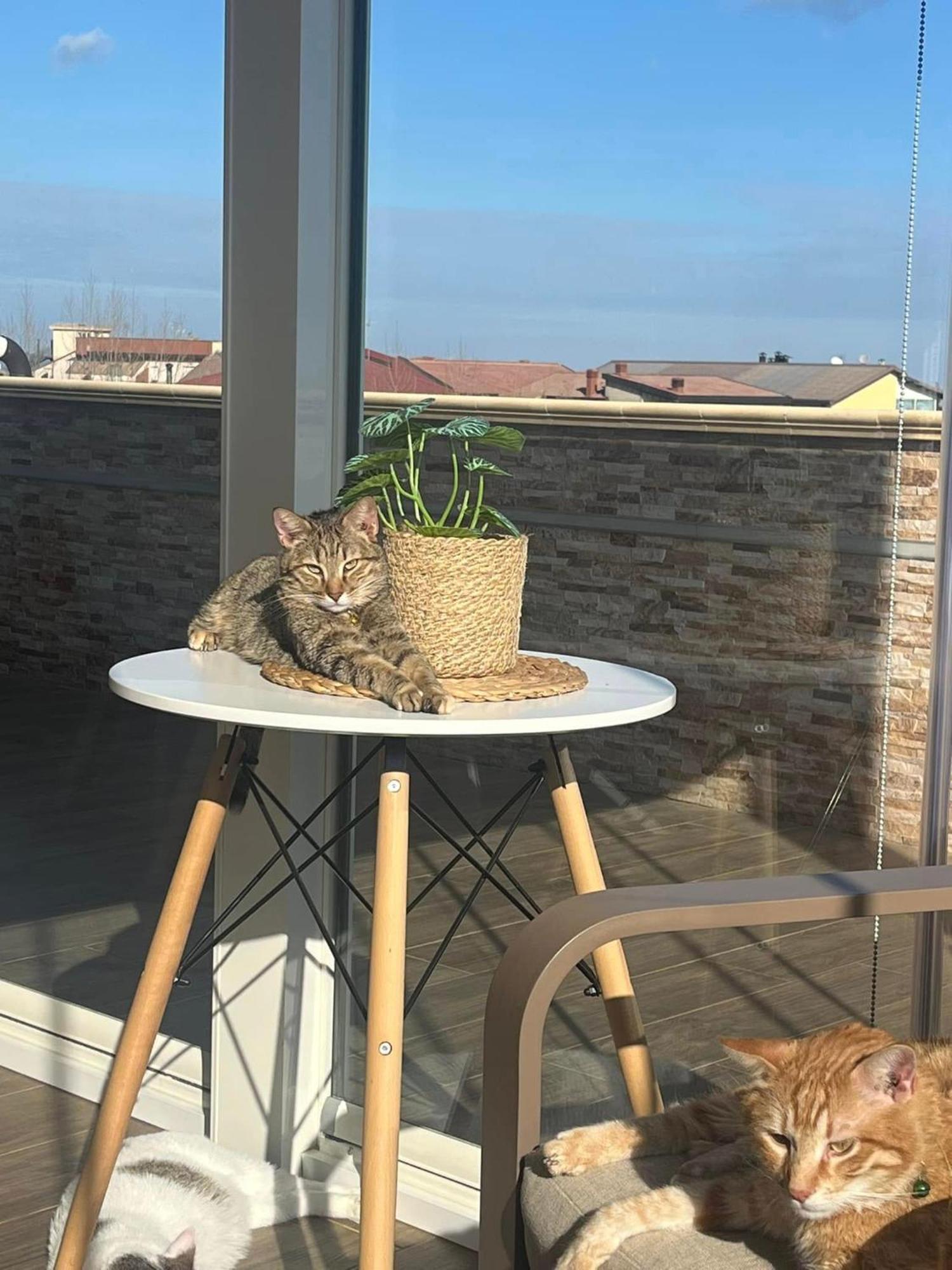 B&B La Terrazza Polifrone Cotronei Exterior photo